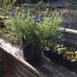 Lithodora Perennial Plant Likes Sun.  Great Pollinator Plant!