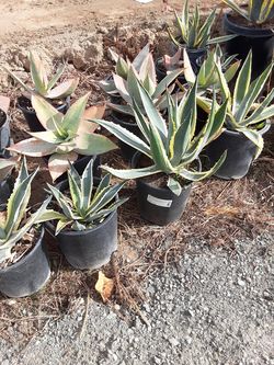 Agaves 5 galones $10 cada uno