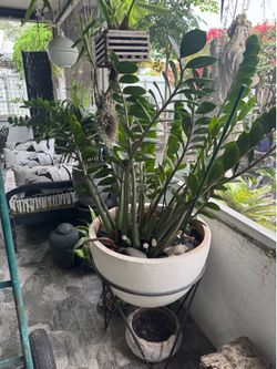 Plant & Planter