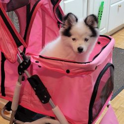 Dog Stroller And More !