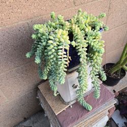 Beautifful Donkey Tail Succulent 