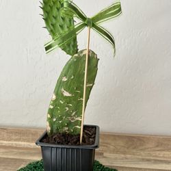 Indian Fig Cactus/Opuntia Prickly Pear Succulent 
