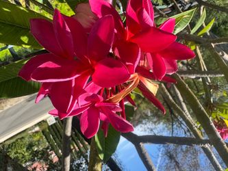 Plumeria
