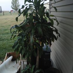 House Plant Take It Before I Kill It