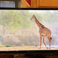 Element TV / Monitor