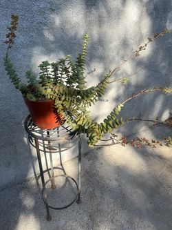 String of Buttons Plant