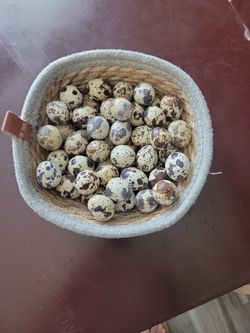 Huevos De Godorniz Organicos, Fertiles