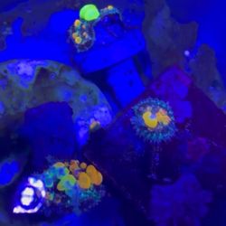 WWC OG Bounce Mushroom Decoration Coral
