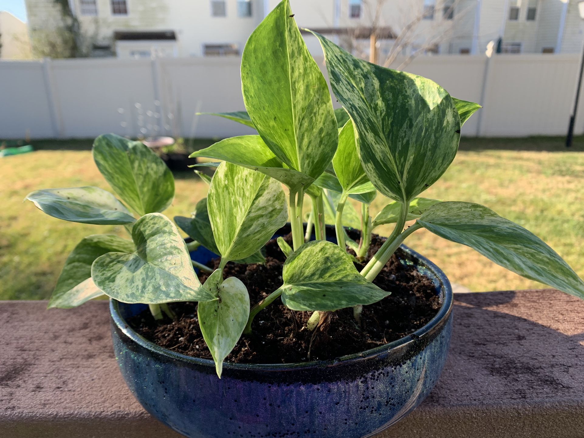 Glittery Planter With Plant