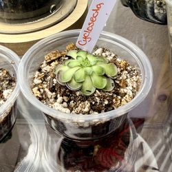 Pinguicula Cyclosecta