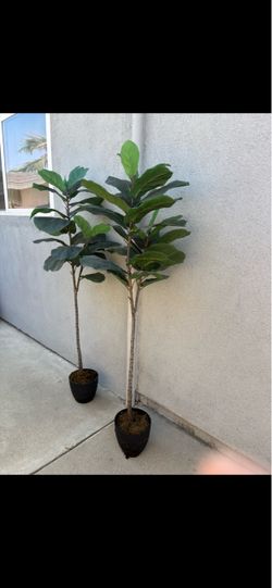 $10 each. 2 artificial FIG trees