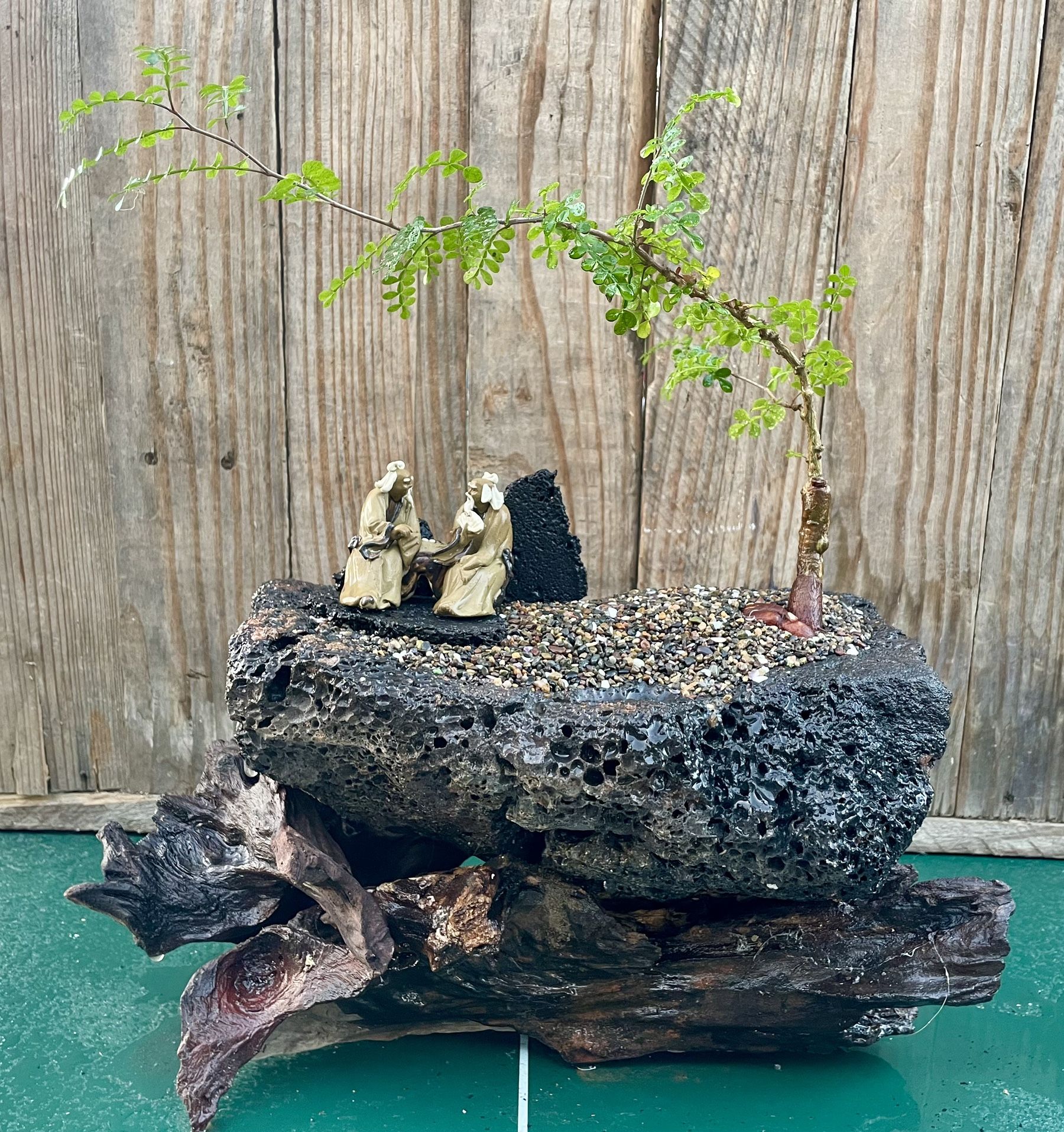 Bonsai Tree In Lava Rock Pot