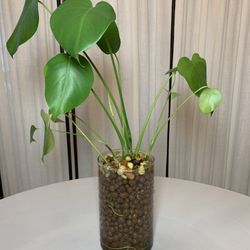 Rooted Monstera Starts (5) In LECA