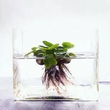 Water Hyacinth