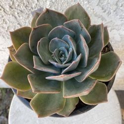 1.5 Gallon Pot Succulent Plant - Echeveria Pulidonis  - Pulido's Echeveria - Rooted & Established - Drought Resistant - 🪴 