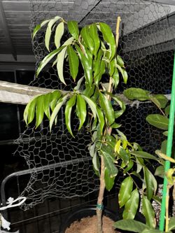 Sweatheart Lychee Air layered 