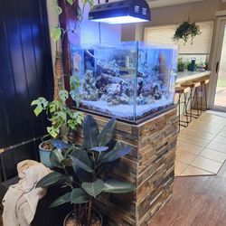 50G Saltwater Reef Tank