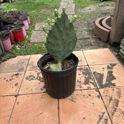 Cactus Plant 