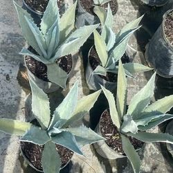 Blue Agave - 3gal