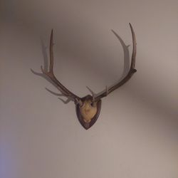 Buck Deer Mount
