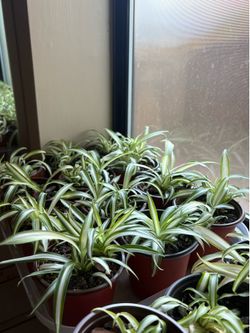 Small Indoor or Outdoor Spider Plants