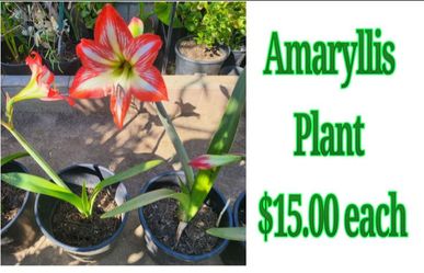 Amaryllis Plant