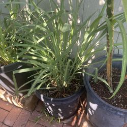 Plant For Sale