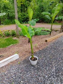 Young banana trees