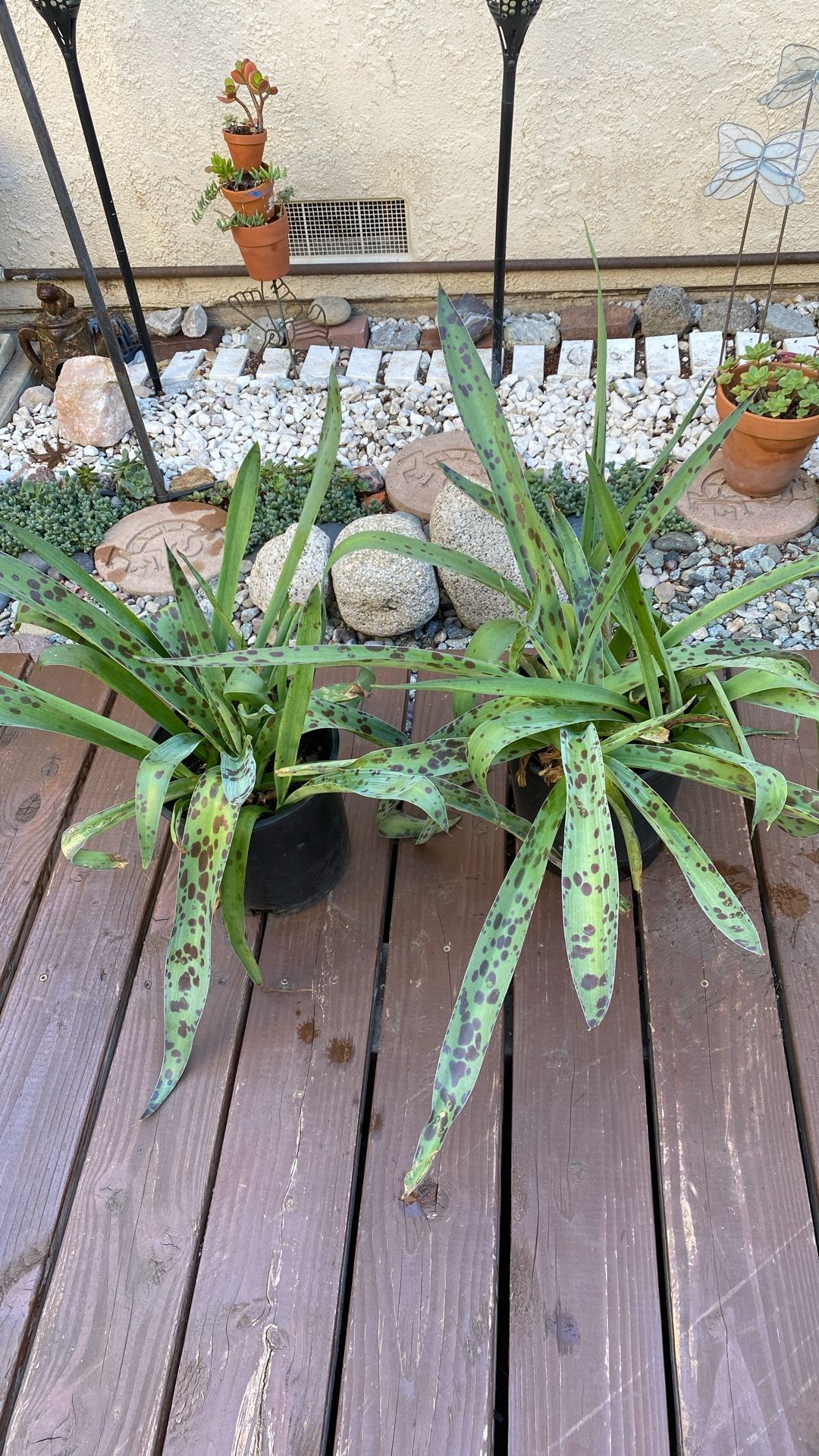 2 Pots Of Succulents