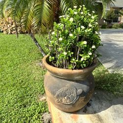Stunning Crown Of Thorn Plant In Turtle Pot