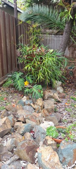 Large Mounted Staghorn Fern