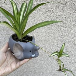 Spider Plant With Cute Pot