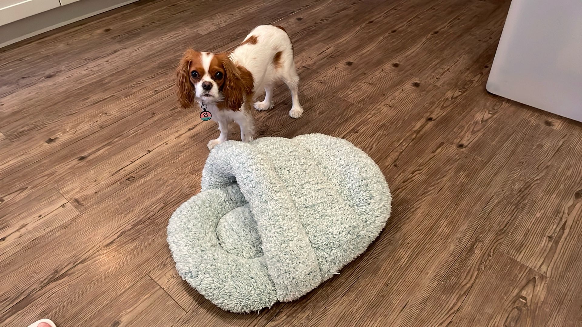 Dog Bed Slipper