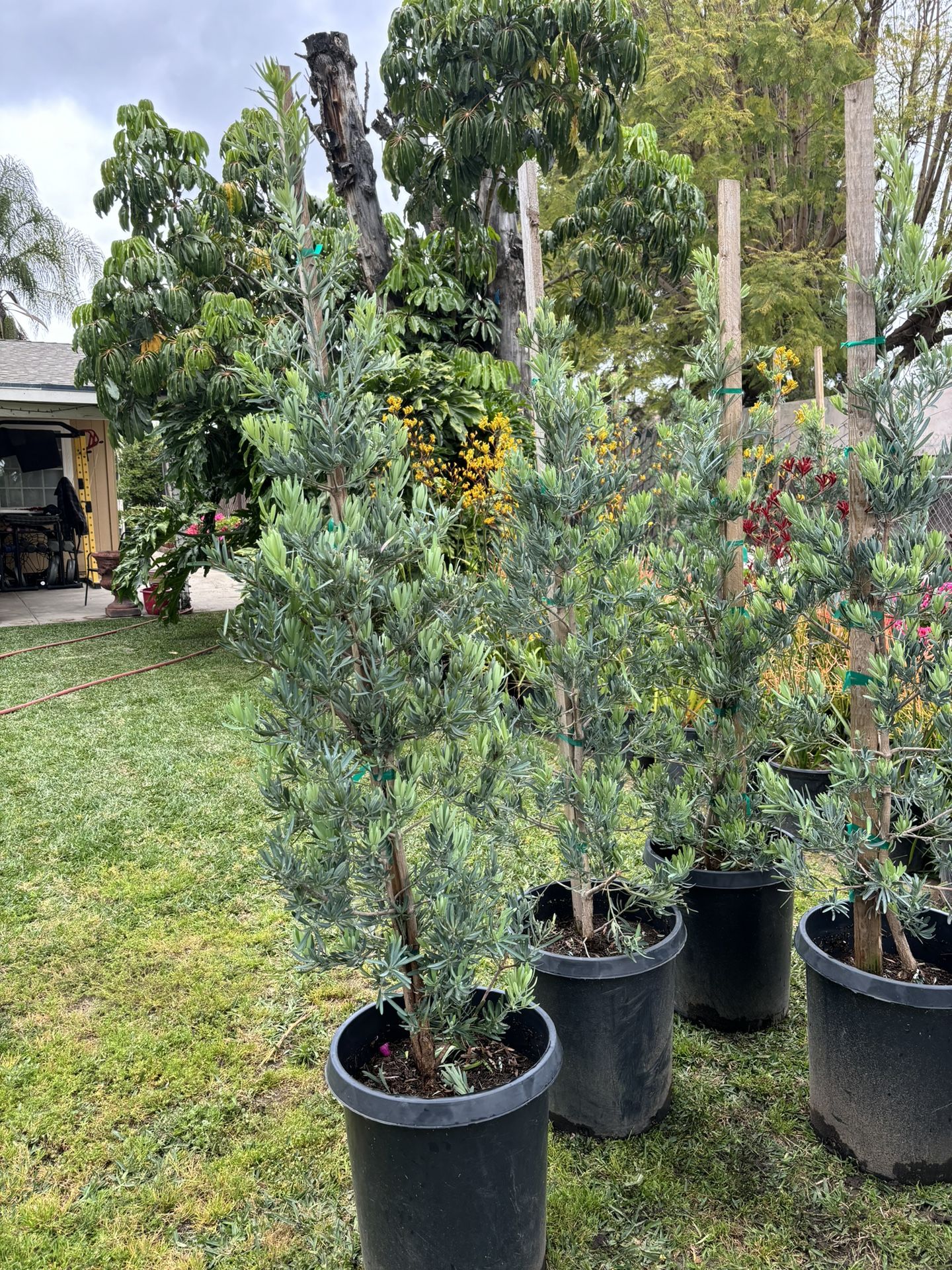 Ice Blue Podocarpus