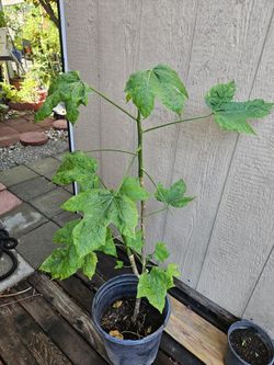 Bele Abelmoschus Manihot Edible Plant 5 Gallon 