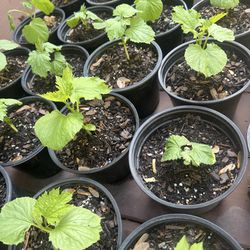 Loofah Seedlings