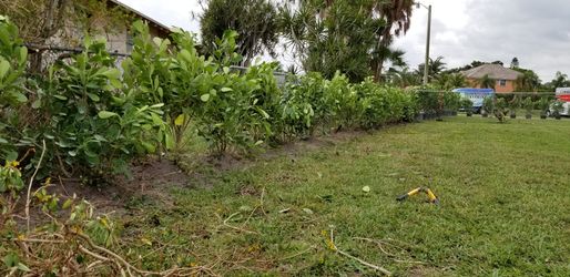 Clusia plants 7 gallon 3ft tall installed