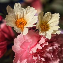 Realistic Paper Flowers