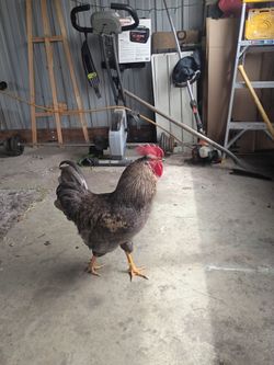 Gallo