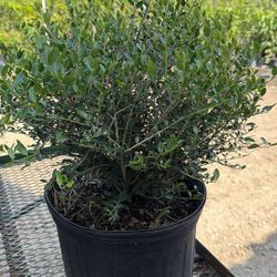 Yupon Holly 