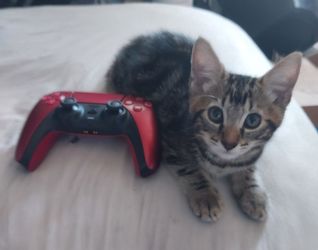 Playstation controller
