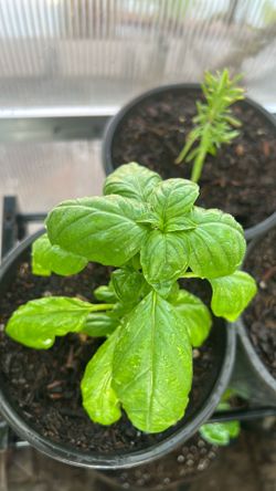 Basil Plant in 1 gal