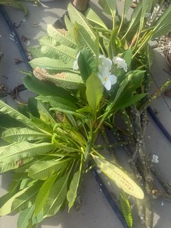 Plumeria Cuttings with White Flowers