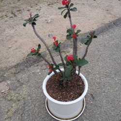 Crown Of Thorn Plant And Pot 