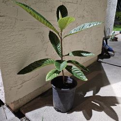 Healthy Loquart Small Plant