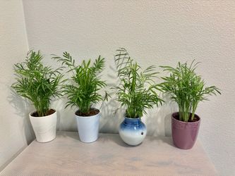 Palm plants