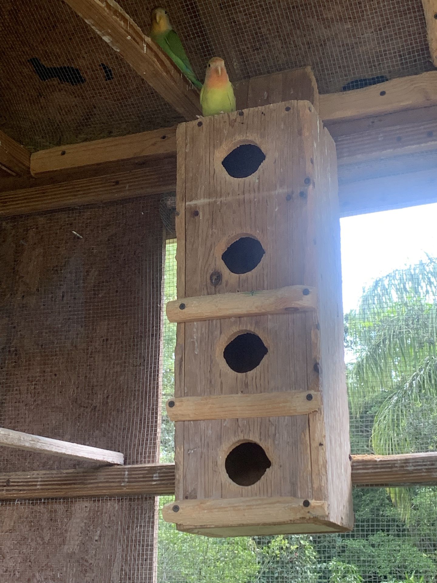 TWO LOVE BIRDS (couple) WITH CAGE