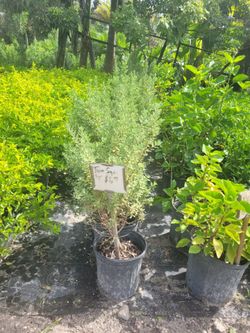 Texas Sage 3gal