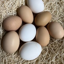 Fertile Eggs $25/Dozen