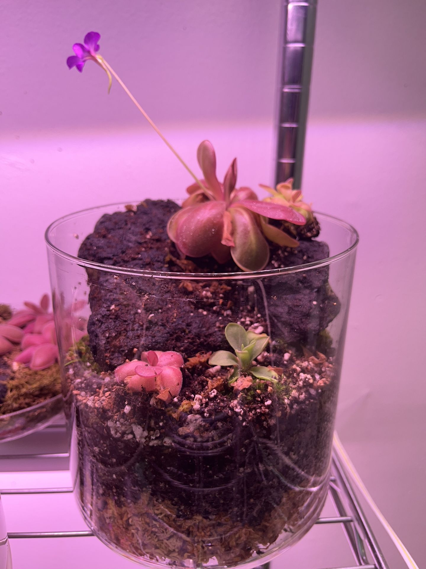 Carnivorous Plant (Pinguicula) Terrarium 